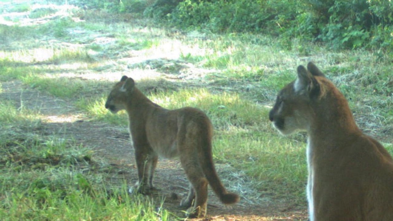 mountain lion cub mountain lion cub