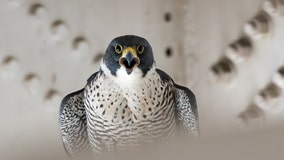 Two falcon chicks reunited with parents at San Francisco International Airport hangar