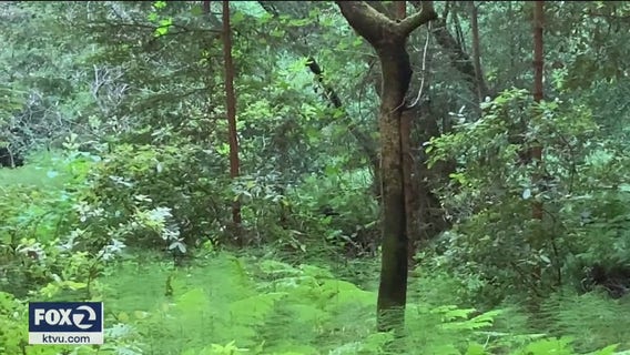 Pared-down Muir Woods experience means less visitors