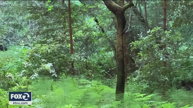 Pared-down Muir Woods experience means less visitors