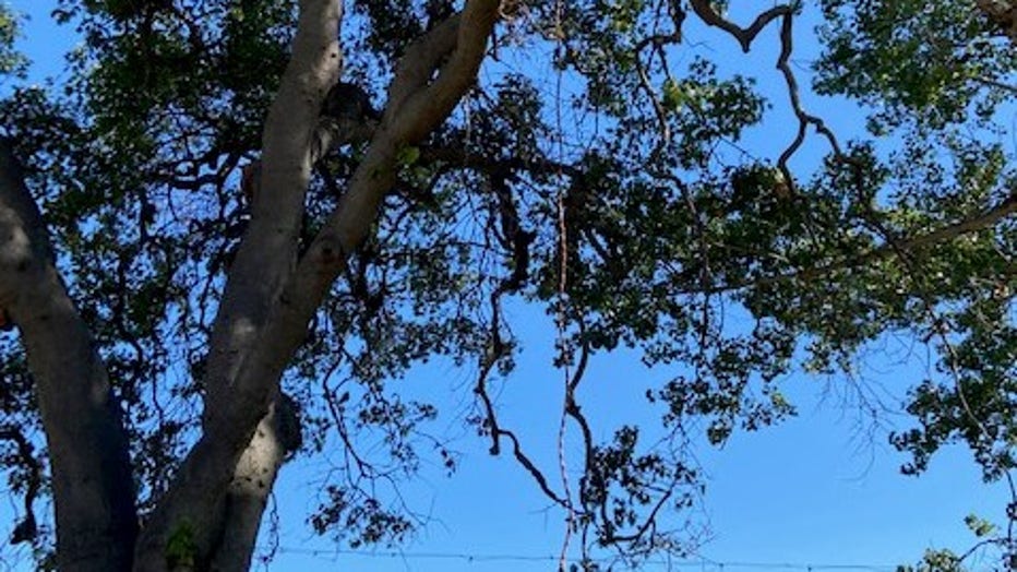 Ropes hanging from tree at Lake Merritt.