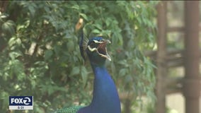 Peacock polarizes Oakland neighborhood with shrill shriek