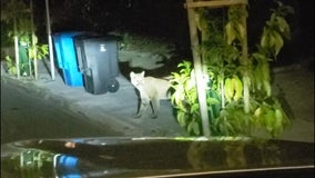 Mountain lion that roamed San Francisco streets struck, killed by vehicle in Pacifica