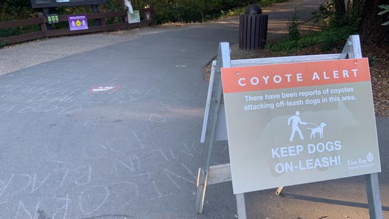 Officials investigating whether coyote bite in Moraga is second in just over a week