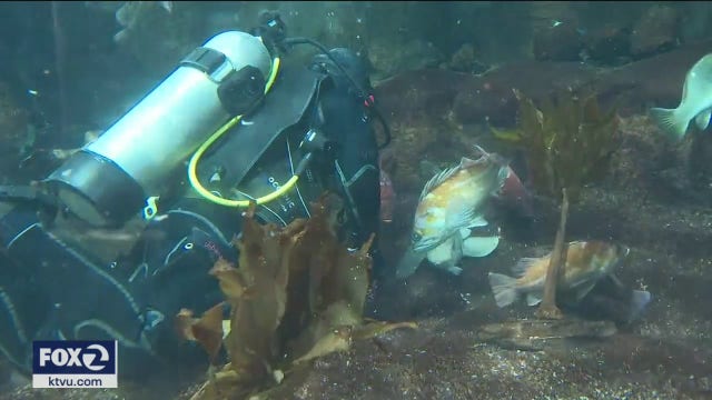 SF’s Aquarium of the Bay struggles to survive COVID-19 closure