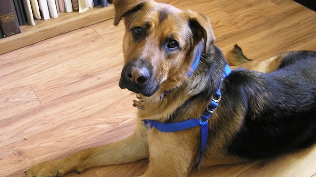 SFPD asking for public's help locating two stolen dogs