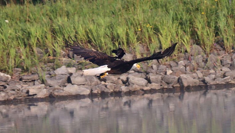 Bald-Eagle-Bill-Combs-Jr-2.jpg