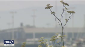 Bay Area suffers 6th consecutive day of unhealthy air quality readings