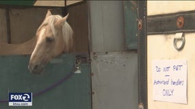 Cow Palace a ‘modern day Noah’s Ark’, takes in evacuated livestock