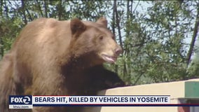 4 bears hit by vehicles, 2 killed, in Yosemite National Park