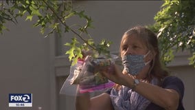Need a mask? In one California town, they appear to be growing on trees