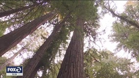 Crews working to protect giant redwoods at Armstrong Woods in Sonoma County