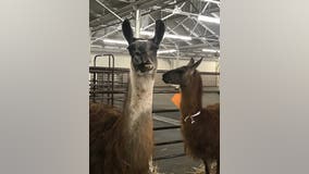 From chickens to llamas, Cow Palace sheltering animals displaced by Bay Area wildfires