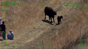 Elderly hikers airlifted after cow chased them in Solano County park