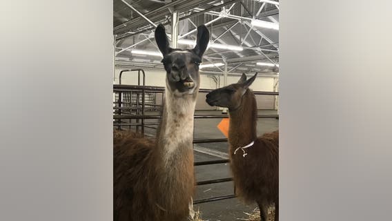 From chickens to llamas, Cow Palace sheltering animals displaced by Bay Area wildfires