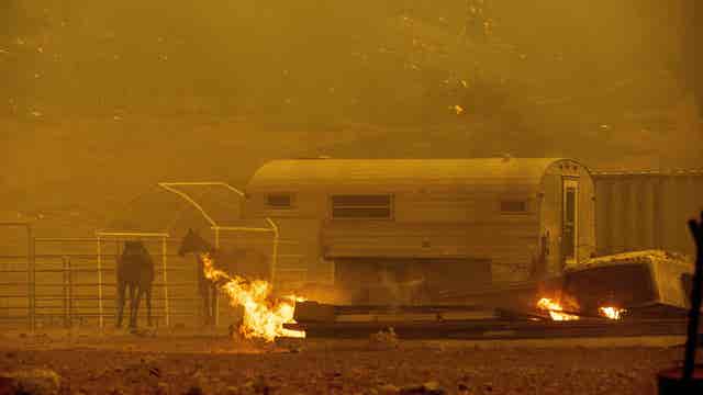 Santa Cruz County Animal Shelter taking in pets of fire evacuees for free