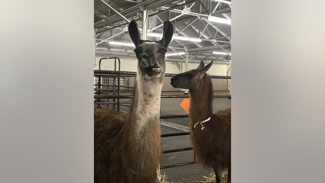 From chickens to llamas, Cow Palace sheltering animals displaced by Bay Area wildfires