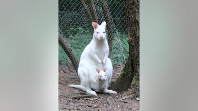 Albino kangaroo baby missing, feared stolen from German zoo