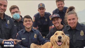 Golden retriever helps frontline firefighters cope with trying times