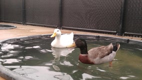 Two ducks that survived CZU fires available for adoption