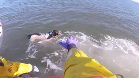 Lifeboat crew saves dog who swam out to sea to ‘chase seagulls’
