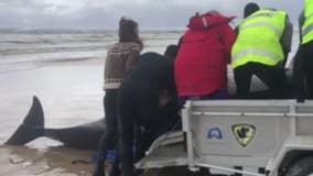 Nearly 500 pilot whales, including 380 that have died, stranded in Australia