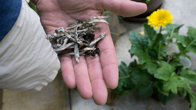 Sen. Wiener introduces bill that would decriminalize psychedelics