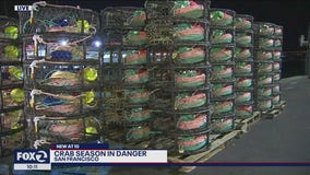 Concerns over endangered whales could delay commercial crab season