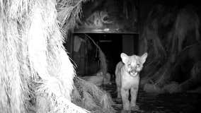 California mountain lion orphan nursed back to health