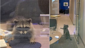 Raccoons break into Redwood City bank