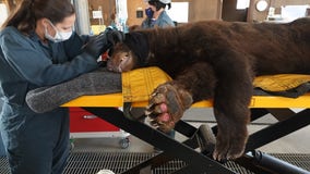 New network established to treat wildlife injured by wildfires