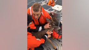 Video: Coast Guard rescues distressed deer swimming in frigid waters