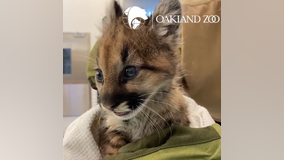 Oakland Zoo takes in 2 more mountain lion cubs rescued from Zogg Fire