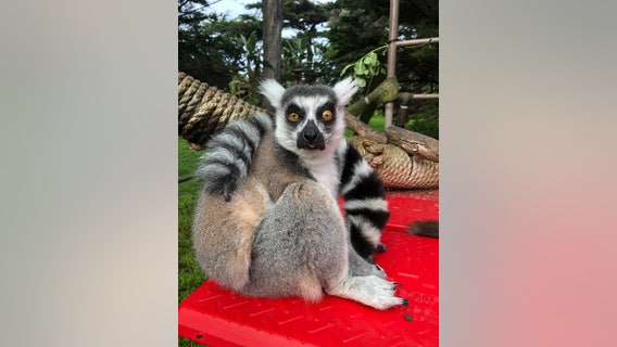 Ring-tailed lemur presumed stolen from San Francisco Zoo