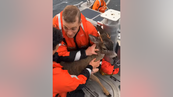 Video: Coast Guard rescues distressed deer swimming in frigid waters