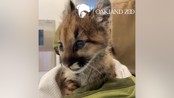 Oakland Zoo takes in 2 more mountain lion cubs rescued from Zogg Fire