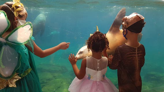 Six Flags announces new pandemic-tailored Halloween event at Vallejo theme park