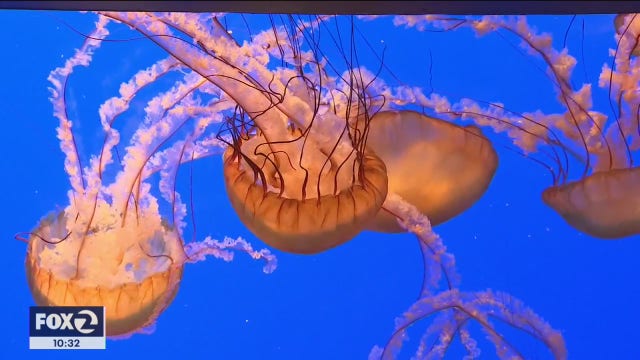 California Academy of Sciences reopens for the first time in seven months