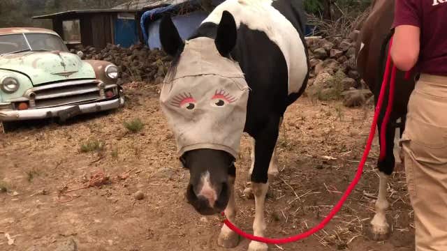 Rescue team evacuates animals in rural Sonoma community as Glass Fire grows