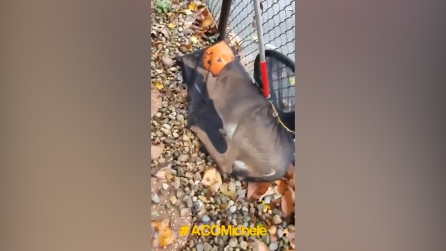 Animal control helps deer with head stuck in plastic pumpkin