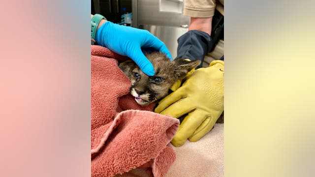 Oakland Zoo treating mountain lion cub burned in Zogg Fire