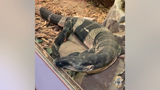 California police recover lizards stolen year ago, worth $75K