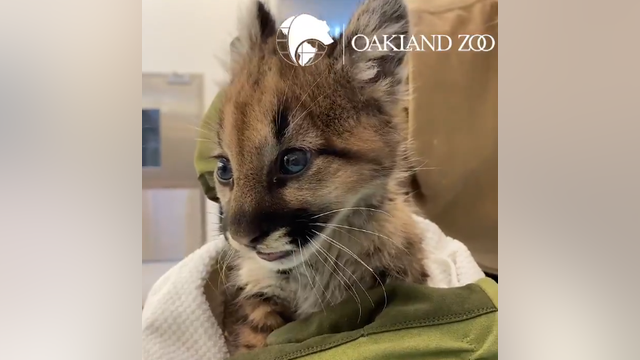 Oakland Zoo takes in 2 more mountain lion cubs rescued from Zogg Fire