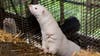 Millions of minks ordered to be euthanized after mutated COVID-19 virus spread to humans