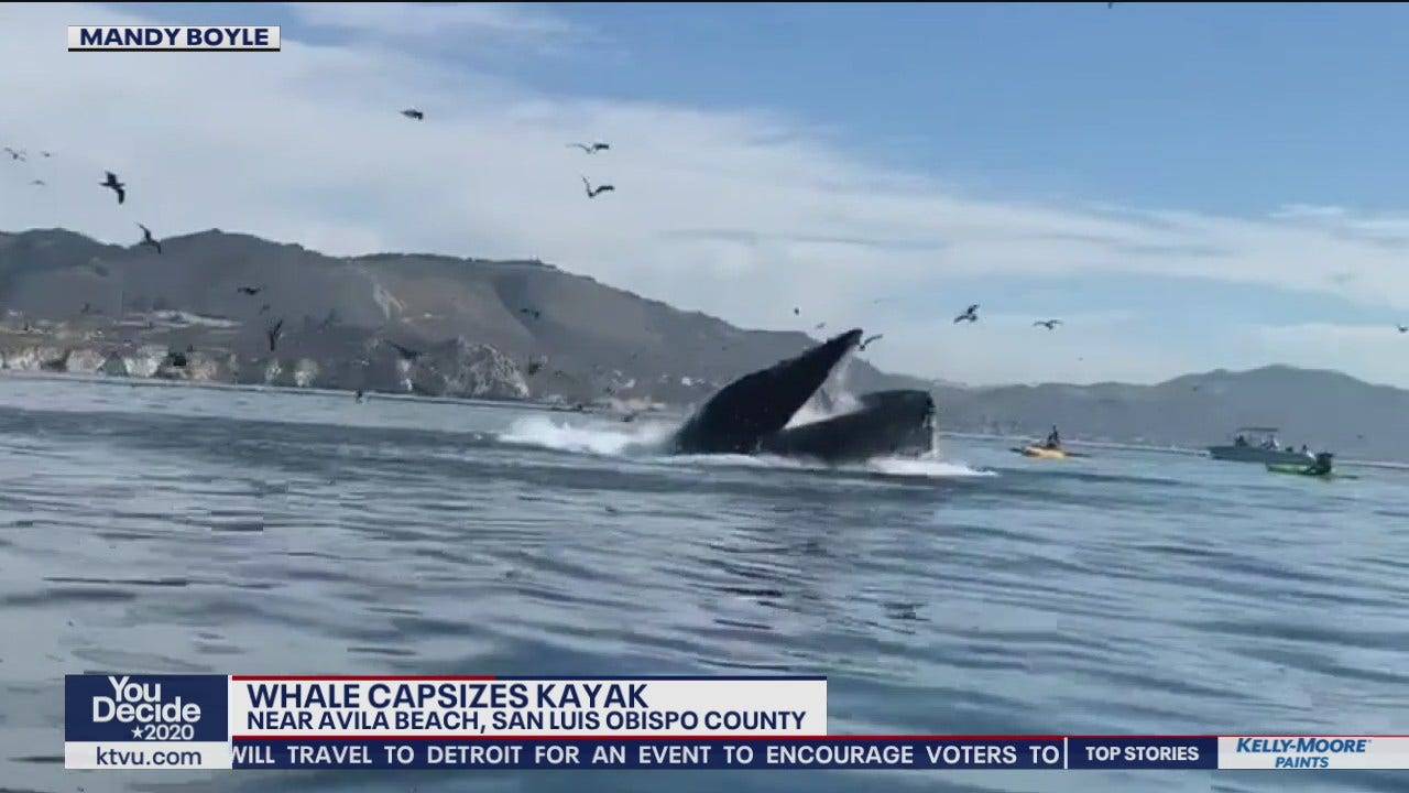 Humpback Whale Flips Kayak, Forces Two Underwater Off Central Coast ...