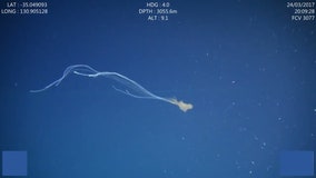 Mesmerizing video shows 1st sighting of rare 'bigfin' squid in Australian waters