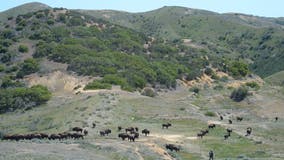 Bison plan for California's Catalina Island stirs debate