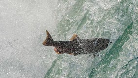 Over $10M granted to preserve California's salmon habitats