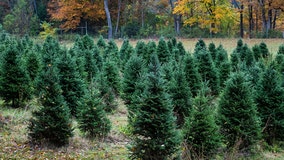 Real Christmas trees provide holiday comfort for many amid pandemic