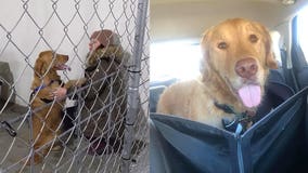 After nearly a year lost in the woods, golden retriever reunites with owner